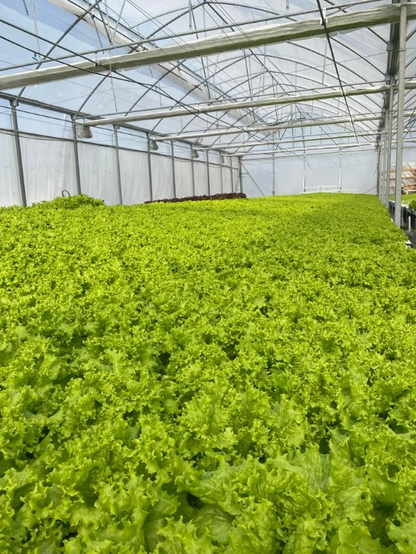 [LCVH200g] Lechuga crespa verde - Hojas EXPRESS 200g