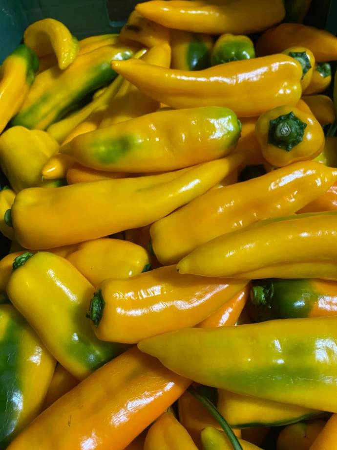 Ají catalán amarillo dulce - EXPRESS 200g