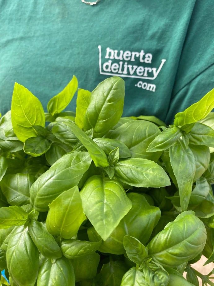 Albahaca verde - EXPRESS 35g