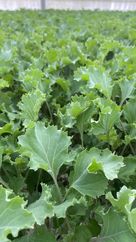 Kale - hojas EXPRESS 200G