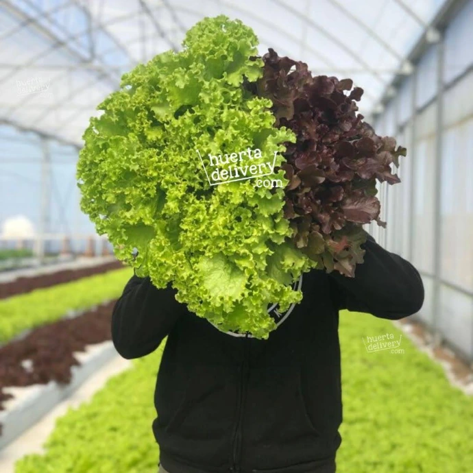 Lechuga roble roja - Hojas EXPRESS 200g