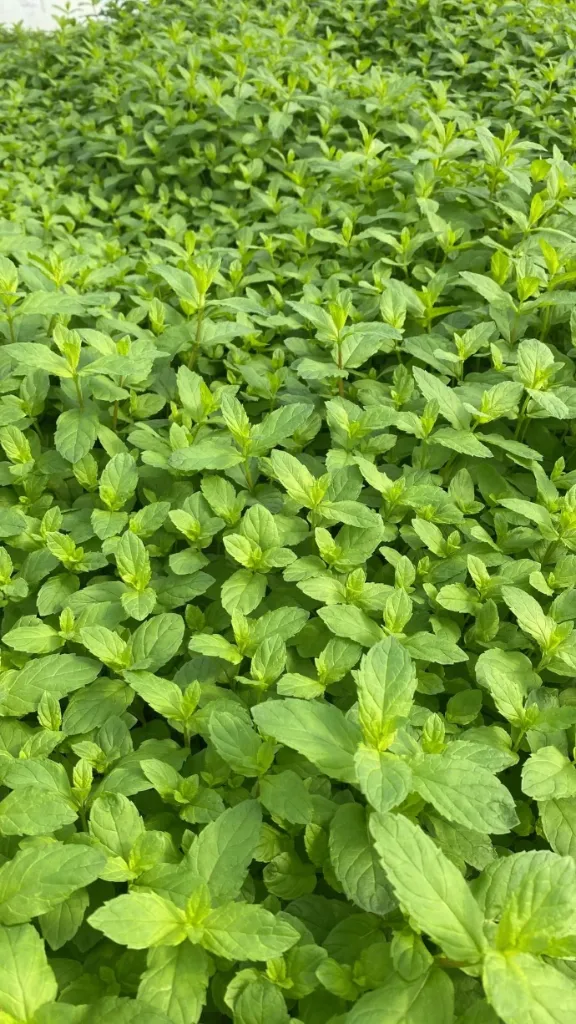 Menta - unidad EXPRESS 35g