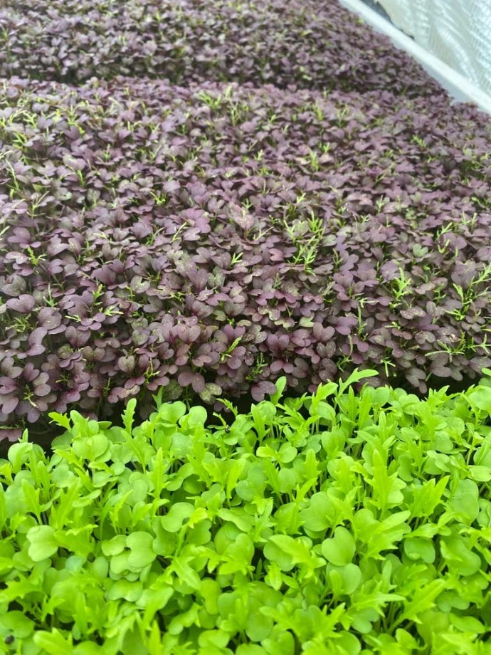 Microgreens EXPRESS 35g