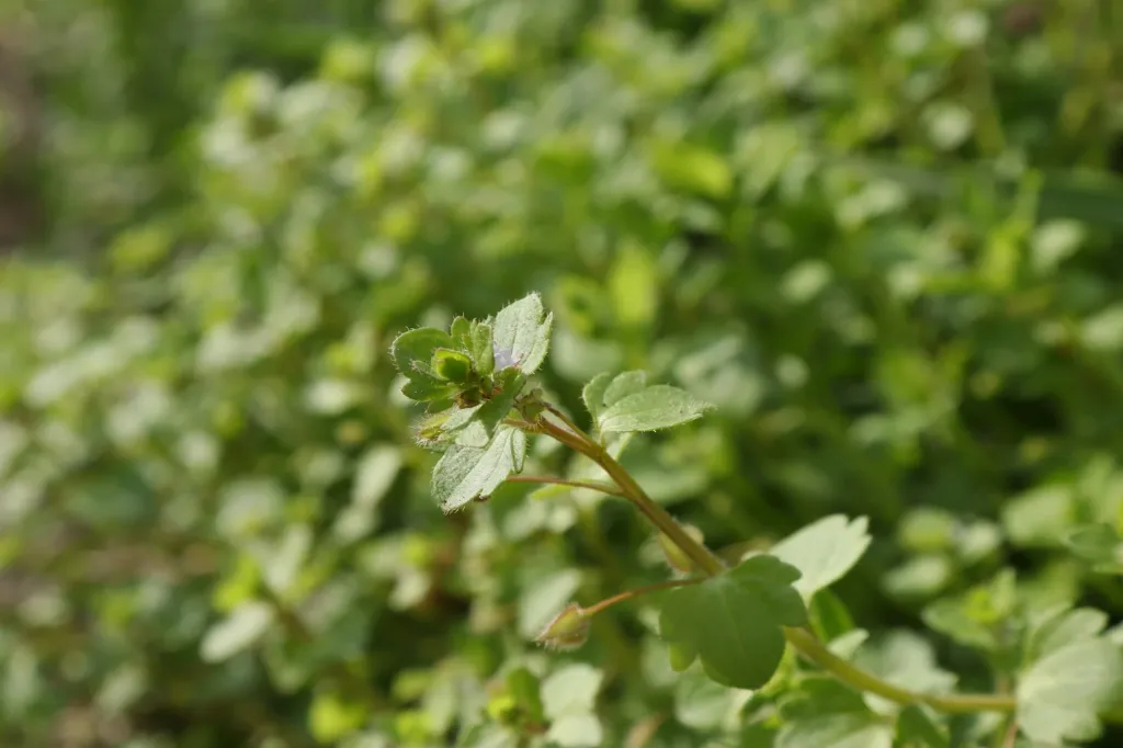 Oregano - hojas EXPRESS 25G
