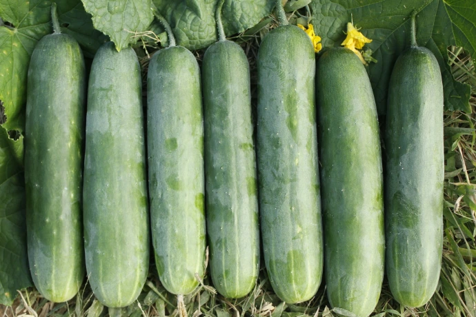 Pepino Sanit. EXPRESS KG