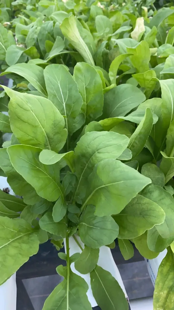 Rúcula Hojas EXPRESS 200G