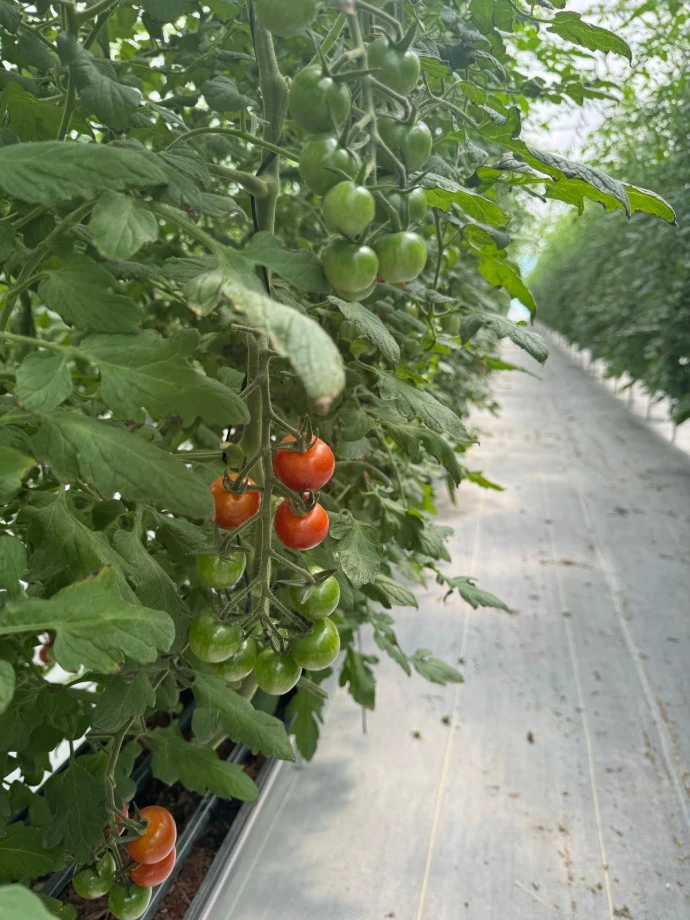 Tomate Cherry Rojo hidropónico - EXPRESS 500G