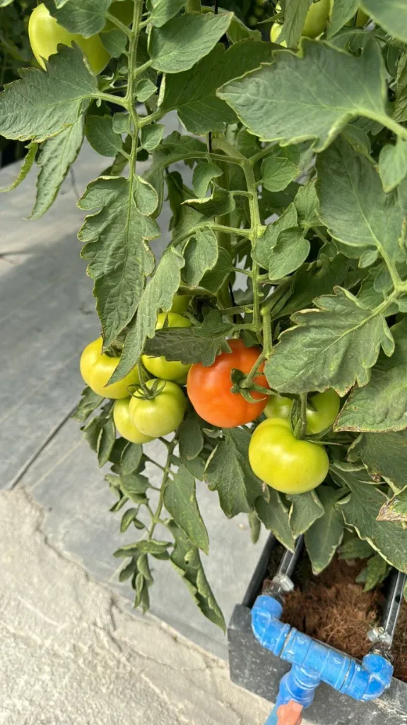 Tomate rojo hidropónico - EXPRESS 1k