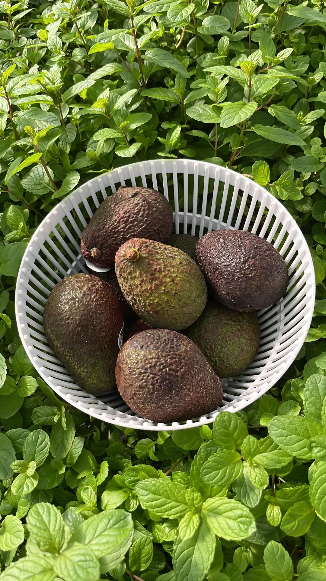 Palta- EXPRESS