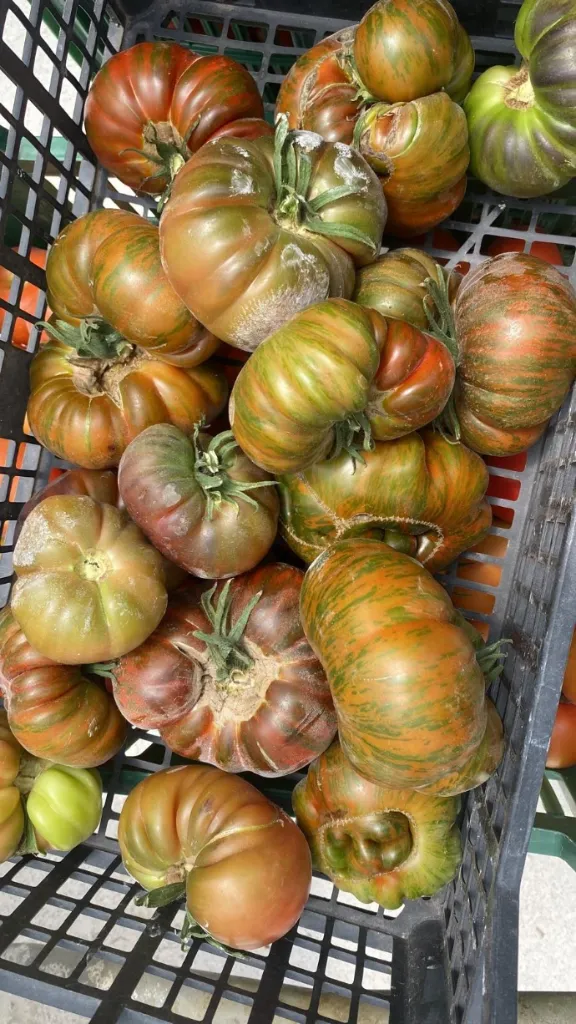 Tomate Antiguo